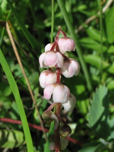 Pyrola minor